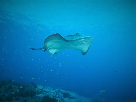 Narooma (Montague Island) - SydneyDives