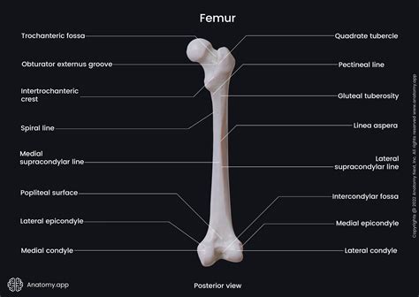 Femur Bone Anatomy