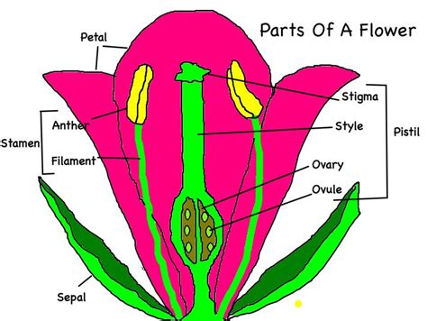 Science Technology: Seed to a seedling stage