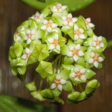 Multi-Varieties Hoya Carnosa Flower Seeds 100pcs/pack