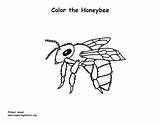Honey Bee Coloring Page sketch template