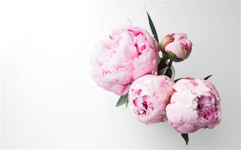 Download Pink Peony Flowers Top View Wallpaper | Wallpapers.com