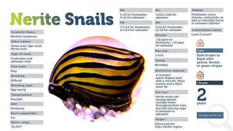 Nerite Snails - This One Small Snail Can Upgrade Your Aquarium