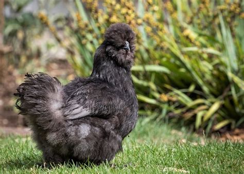 Black Silkie Chicken Breed - Everything You Need to Know