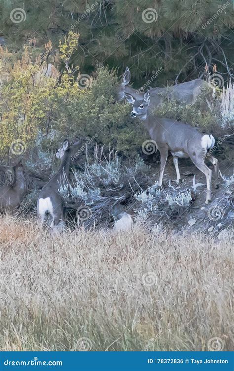 Group of Deer Grazing on Bushes and Grass at Forest Edge Stock Photo - Image of atmosphere ...