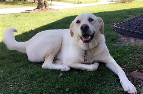 Our pretty girl, Great Pyrenees/Lab mix, Lola. Loves hugs, chicken, and naps. : r/greatpyrenees