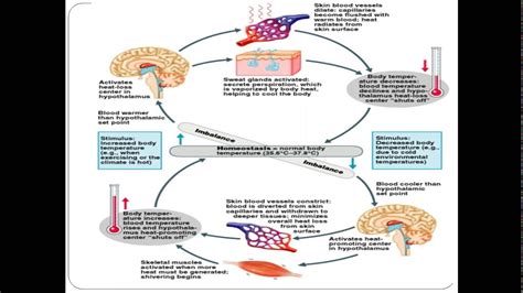 THERMOREGULATION IN HUMANS.FSc 2 ch 15 Urdu/Hindi lecture MDCAT/PPSC/NEET By Pro.Shakeel Anjum ...