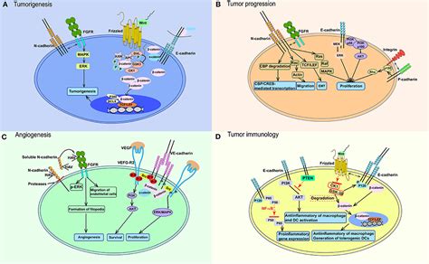 Frontiers | Cadherin Signaling in Cancer: Its Functions and Role as a Therapeutic Target