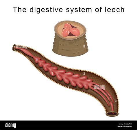 Animal digestive system hi-res stock photography and images - Alamy