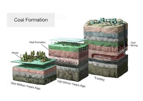 Coal Formation | Stock Image - Science Source Images