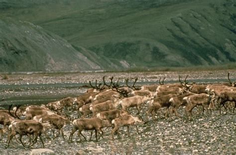 Free picture: porcupine, caribou, herd