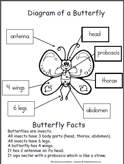 Free Butterfly Diagram Poster - Made By Teachers