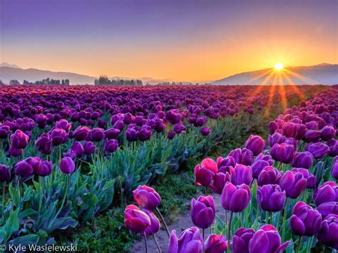 Skagit Valley Sunrise | Landscape art prints, Landscape, Skagit valley