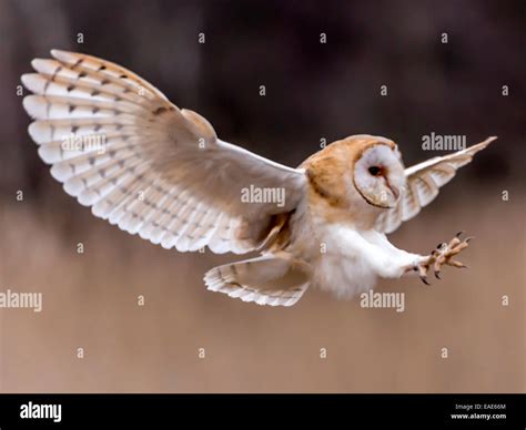 Great Horned Owl Talons