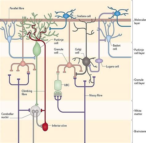 Cerebellar cytoarchitecture: Schematic diagram of the cerebellar... | Download Scientific Diagram