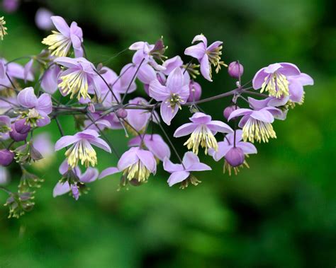 Thalictrum delavayi bare roots — Buy Chinese meadow-rue online at Farmer Gracy UK