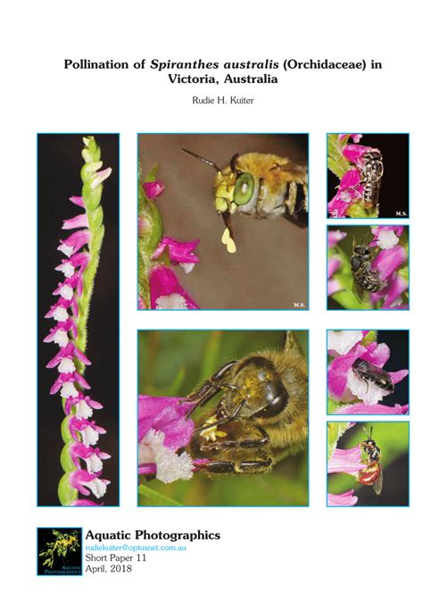 (PDF) Pollination of Spiranthes australis (Orchidaceae) in Victoria, Australia Pollination of ...