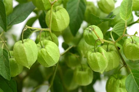 Tomatillo Plant Care & Growing Tips | Horticulture.co.uk