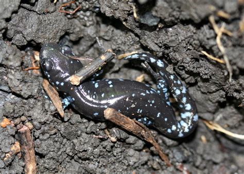 Blue-spotted Salamander - Ambystoma laterale - NatureWorks