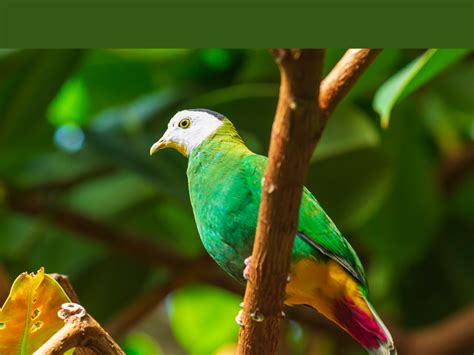 Black-naped Fruit Dove - Virginia Zoo