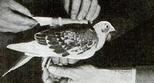 Part Two: The Homing Pigeon in NY History - New York History