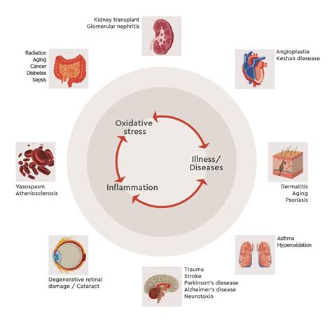 Studying oxidative stress and skin aging - PromoCell PromoCell