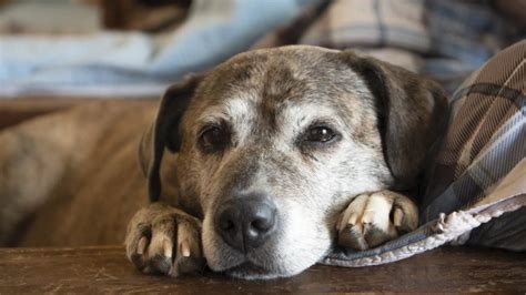 Old Friends Senior Dog Sanctuary rescues dogs, pays vet bills