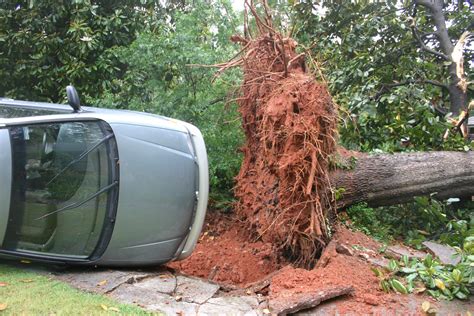 Tree – Straightening When Blown Over | Walter Reeves: The Georgia Gardener