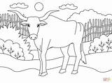 Ox Coloring Page  Free Printable Coloring Pages sketch template