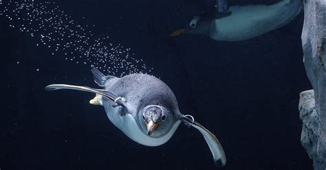 Penguins’ Rock · Tennessee Aquarium