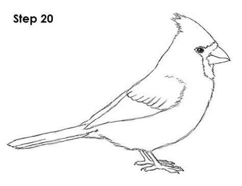 How to Draw a Cardinal | Bird drawings, Cardinal birds, Easy drawings