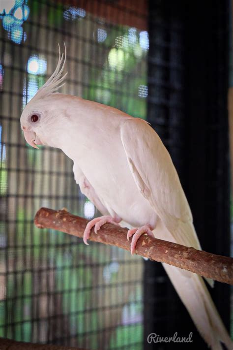 Albino cockatiel.