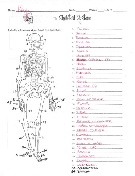 Label The Skeletal System Quiz