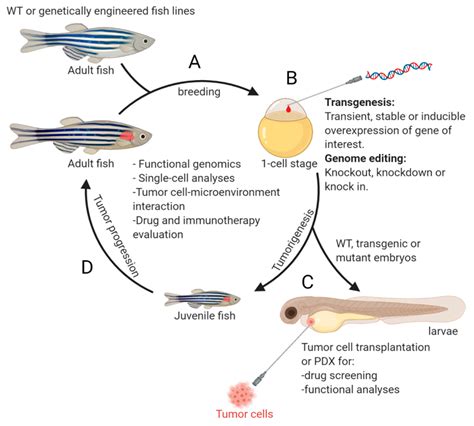 Cells | Free Full-Text | Zebrafish as a Neuroblastoma Model: Progress Made, Promise for the Future