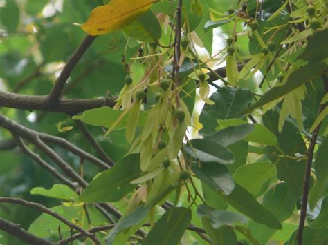 Shorea – eFlora of India