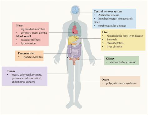 Insulin Resistance and the Brain-Gut-Liver Axis - metabolicmatrix.info