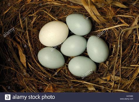 Cuckoo Bird Egg Stock Photos & Cuckoo Bird Egg Stock Images - Alamy