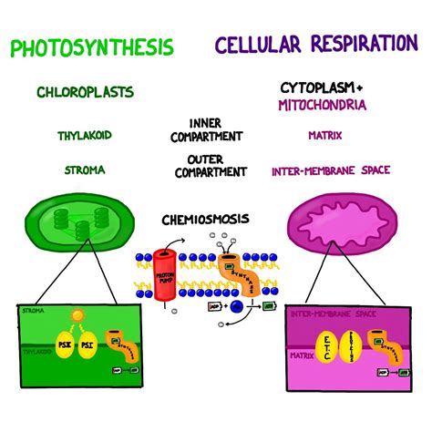 Chemosynthesis, the process of recharging ATP via proton movement ...