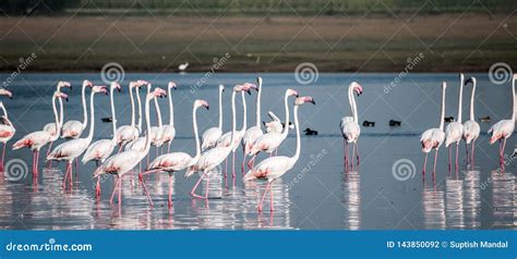 A flock of flamingos stock photo. Image of birds, wildlife - 143850092