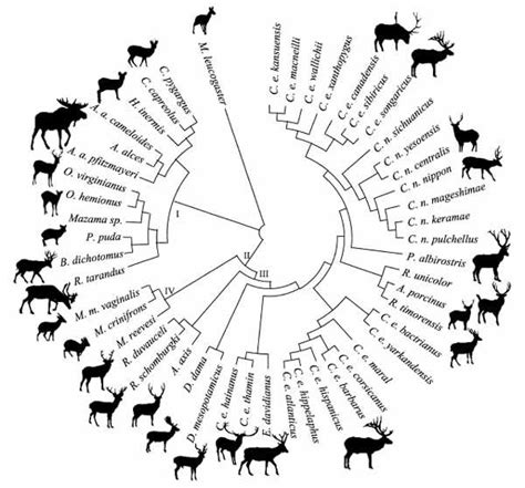 Pitra-et-al-2004-Cervidae-phylogeny-April-2012-tiny | Deer species, Deer, Endangered