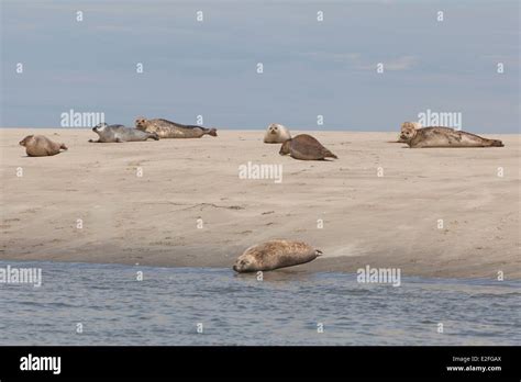 France, Somme, Baie de Somme, seals Stock Photo - Alamy