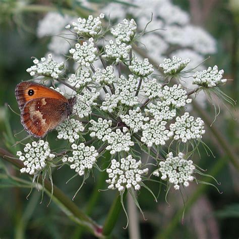 British Wild Plant: Thyselium palustre Milk-parsley