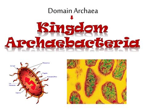 PPT - Biological Kingdoms PowerPoint Presentation - ID:1968731