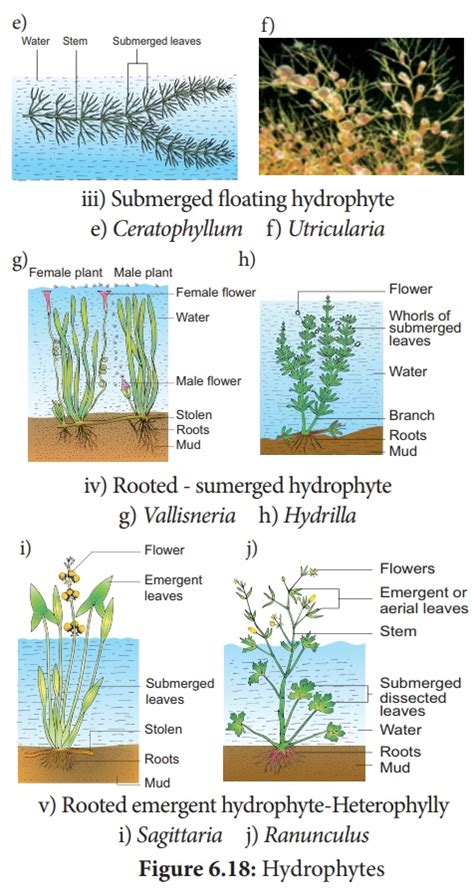 Types Of Hydrophytes Plants