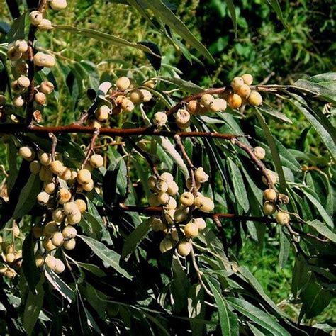 Russian Olive Tree Seeds Elaeagnus angustifolia 5Seeds | Etsy