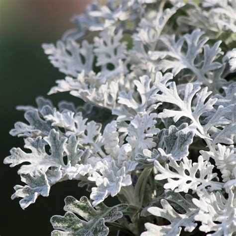 dusty miller | Silver plant, Plants, Edging plants