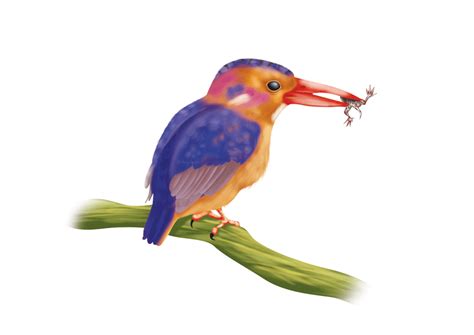 African Pygmy Kingfisher - Sawan Books