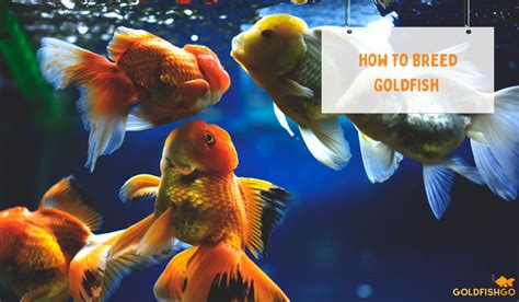 How To Breed Goldfish (Every Step Explained)