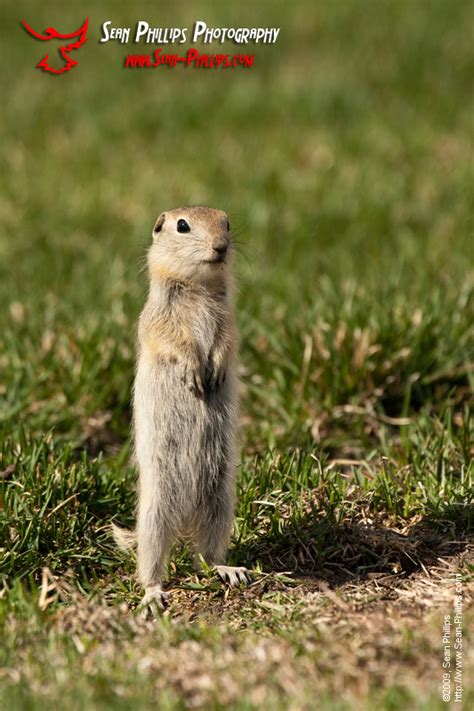 Baby Gophers - Sean Phillips Photography