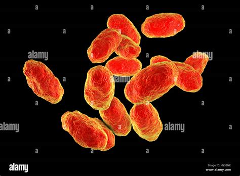 Computer illustration of Haemophilus influenzae, coccobacillus bacteria. These bacteria cause a ...